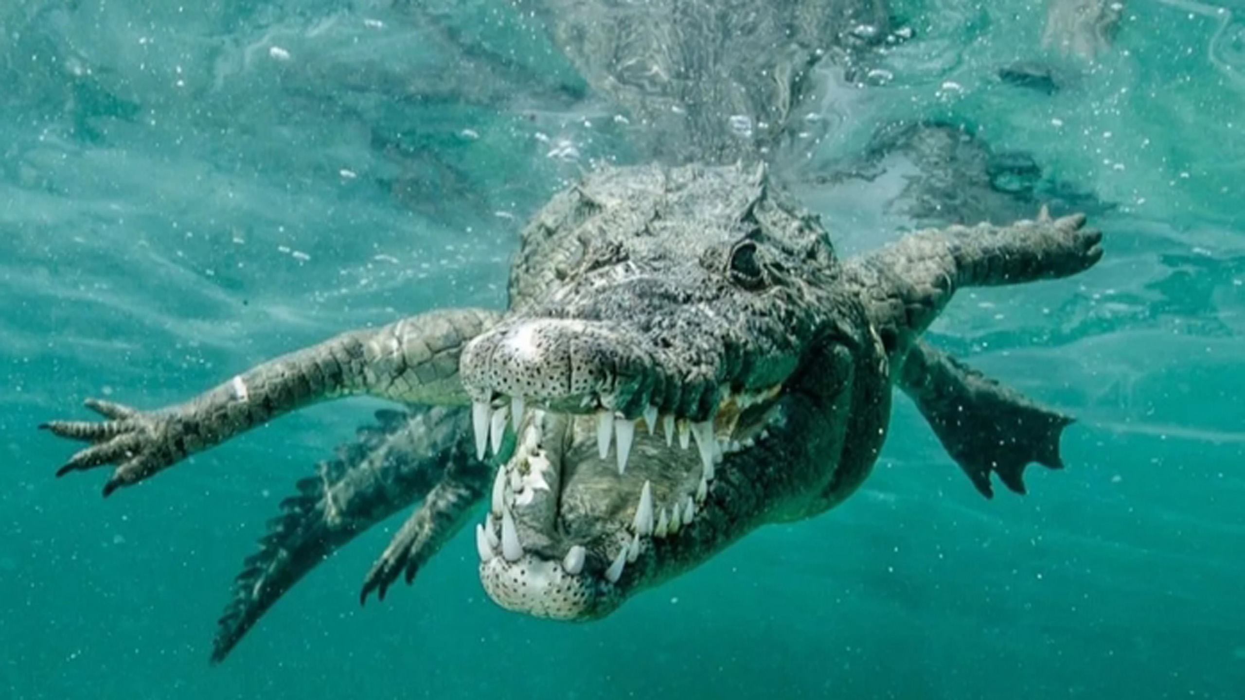 Крокодил самый опасный хищник. Морской гребнистый крокодил. Гребнистый крокодил в море. Тиморское море крокодилы. Гребнистый крокодил самый опасный.