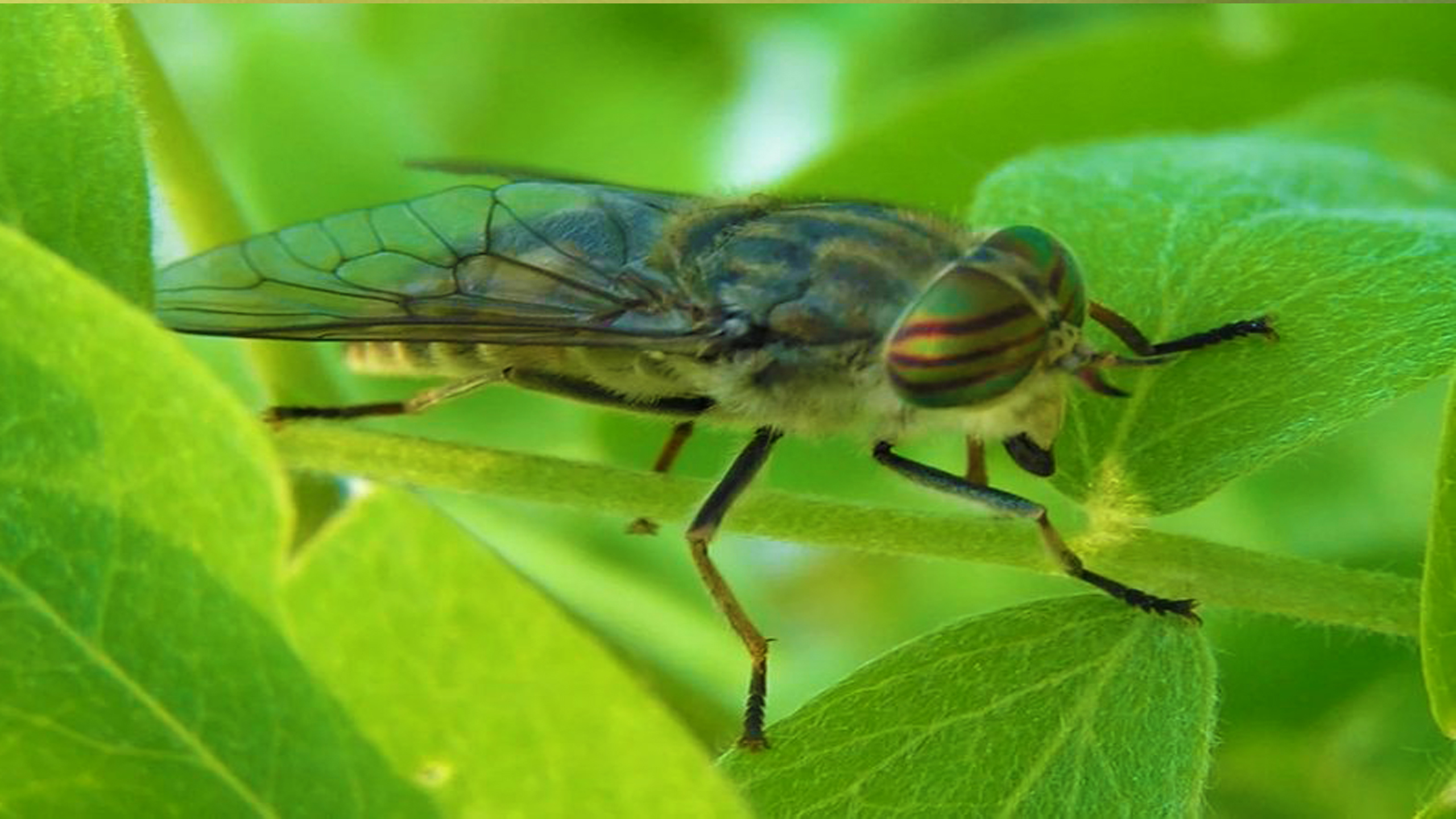 Паут. Слепень Tabanus. Слепень бычий Tabanus bovinus. Паут Овод слепень. Tabanus sudeticus.